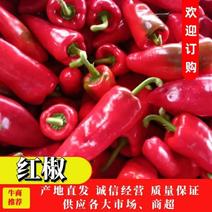 湖北宜昌红椒鲜辣椒大量有货。产地发货，一手货源，欢迎咨询