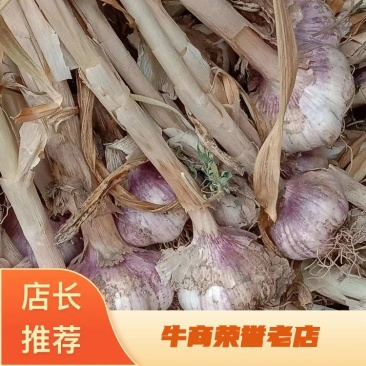 精品山东大蒜基地直供一手货源品质保证诚信经营欢迎来电