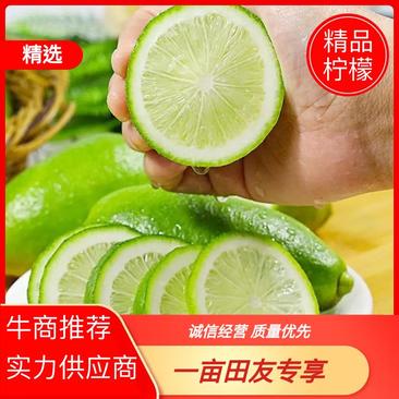 广东香水柠檬品质保证自家果园接商超市场电商欢迎联系