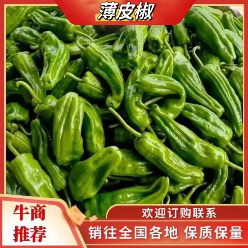 湖北长阳薄皮椒螺丝椒鲜辣椒大量有货，欢迎咨询实地看货量大从优