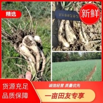 【藠头】精品藠头新鲜藠头货源充足产地发货欢迎咨询