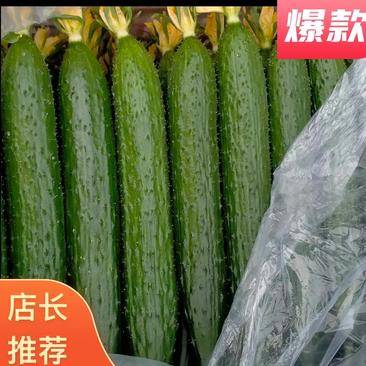 山东莘县优质黄瓜，油亮型密刺黄瓜，产地直供，一手货源