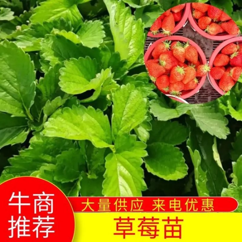 【香野草莓苗】精选品质保品种保成活支持技术指导价格优惠