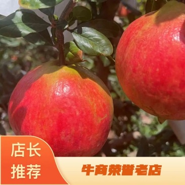 会理软籽突尼斯石榴货源充足，品质有保障，诚信经营