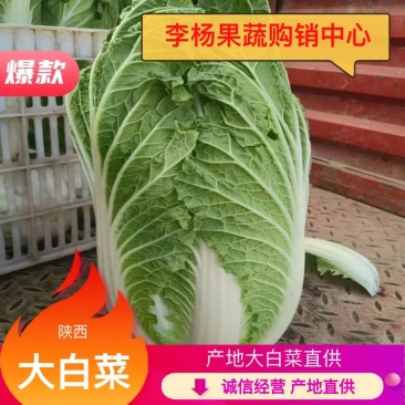 【实力牛商推荐】产地大白菜直供对接批发商欢迎采购