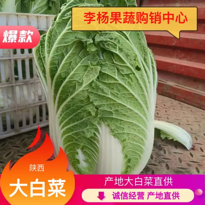【实力牛商推荐】产地大白菜直供对接批发商欢迎采购