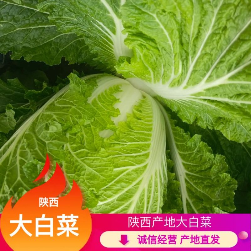 【24小时在线】大白菜产地直发对接批商实力供货