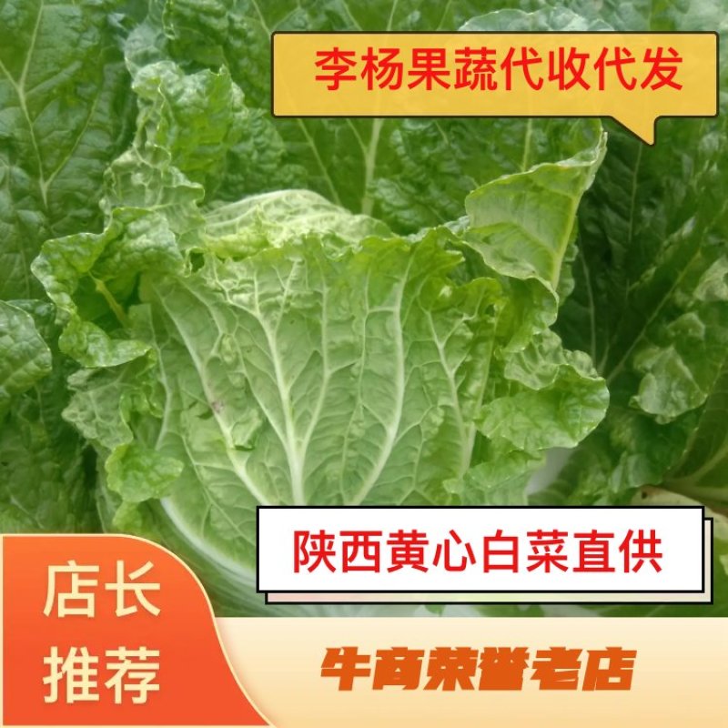 【视频看货】黄心白菜产地直供欢迎全国老板采购