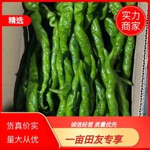 内蒙赤峰宁城县，精品鲜辣椒，一手货源，现摘发货，保质保量