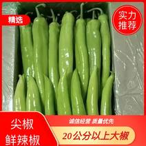 内蒙赤峰宁城县精品辣椒，20公分以上大椒，产地直销，质优