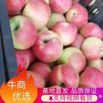 山西临猗坡上精品（美八苹果）即将上市，看货预定中！