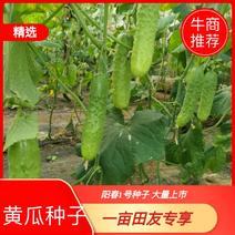 【热卖】阳春1号种子厂家直供品质保证欢迎下单选购
