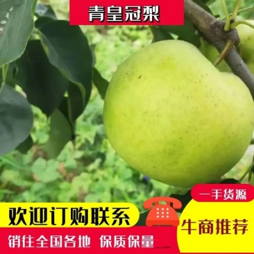 【青皇冠梨】万亩梨园口感甜果面干净价格优惠全国可发