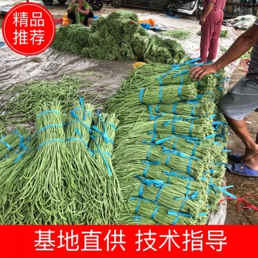 河北精品长豆角、品质保证、供应各大电商、各大批发商、