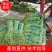 河北精品长豆角、品质保证、供应各大电商、各大批发商、