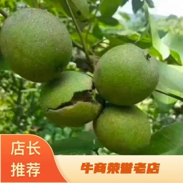四川雅安汉源青皮核桃，四川核桃大量上市，欢迎全国客商前来