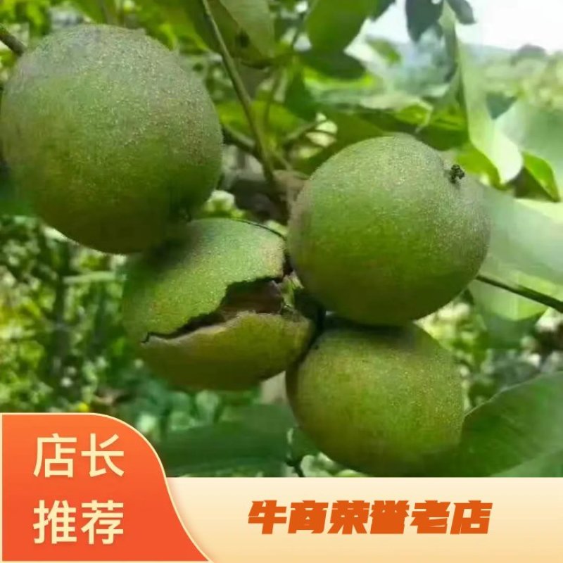 四川雅安汉源青皮核桃，四川核桃大量上市，欢迎全国客商前来