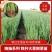 铁杆大葱苗/山东优质葱苗/潍坊葱苗代育包技术一条龙服务