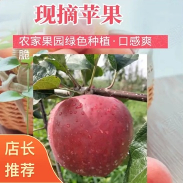 云南高原红将军苹果大量上市欢迎电商、市场客户前来参观考察