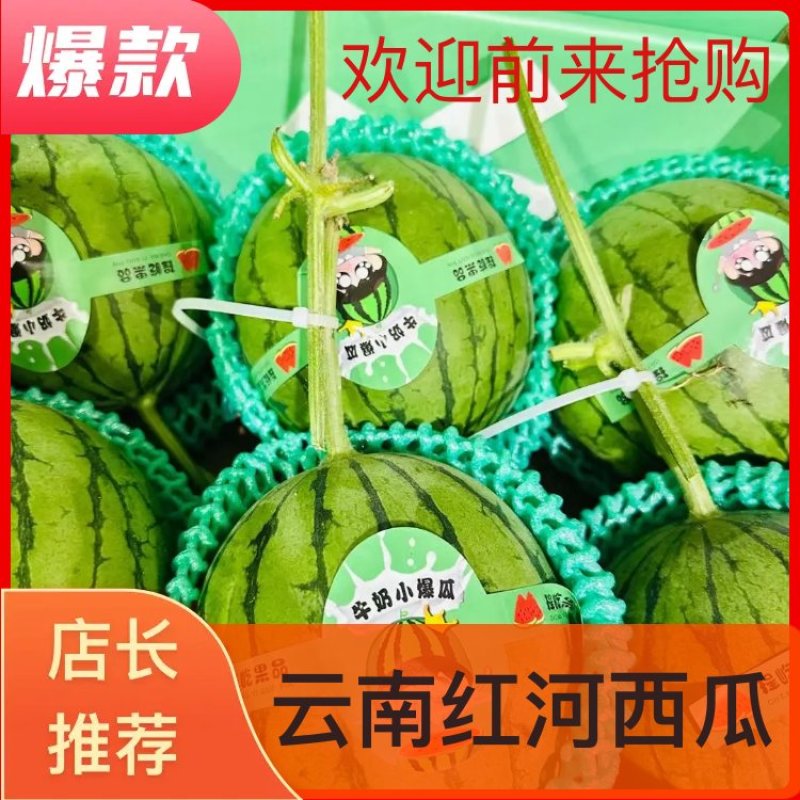 云南红河西瓜大量上市中，规格齐全