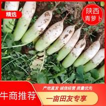 [热卖]陕西榆林青萝卜萝卜产地直发一手货源