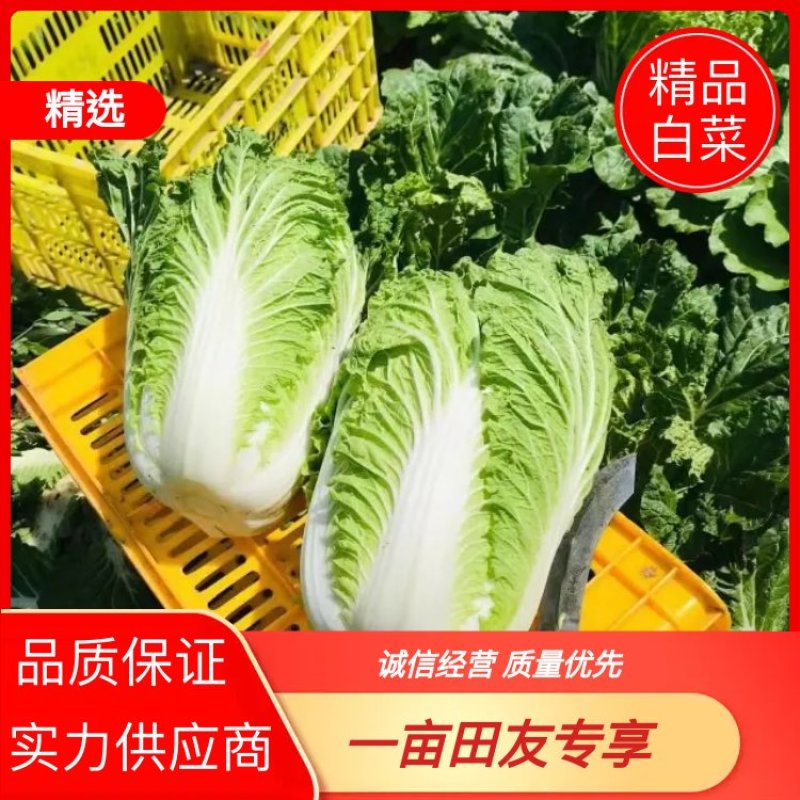 [热卖]陕西西安白菜北京3号白菜产地直发全国发货