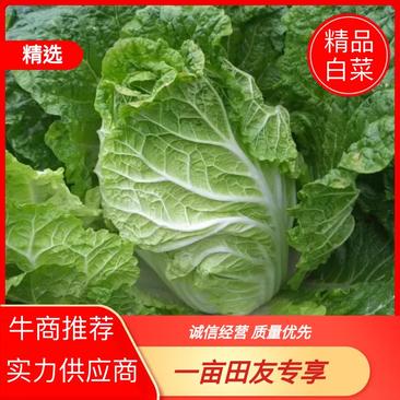 [推荐]陕西西安白菜小白菜产地直发专业代办