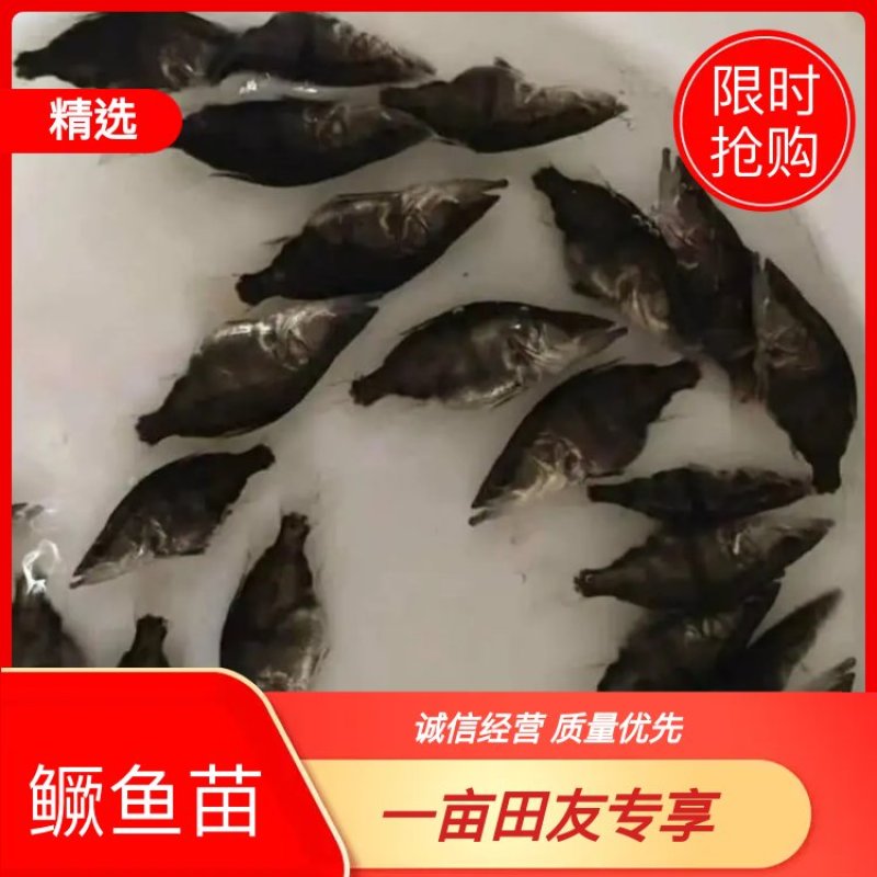 鳜鱼苗（桂花鱼）淡水鱼类分部区域广个大体