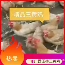 广西玉林三黄鸡，货源充足产地发货品质保证，欢迎客商来电