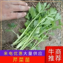 【芹菜苗】安阳滑县精品芹菜苗包技术指导包成活价格