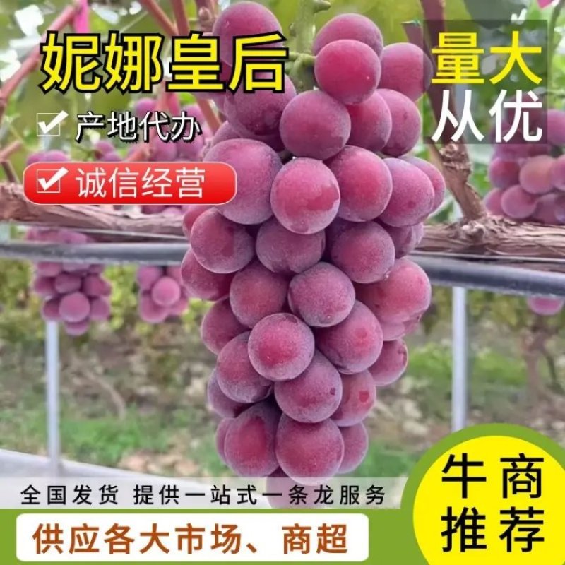 【荐】妮娜皇后葡萄精品凉山葡萄一手货源可视频看货现场验货