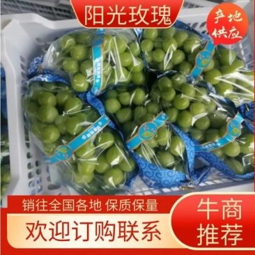 【热卖】阳光玫瑰葡萄品质保证量大从优可视频看货实地考察