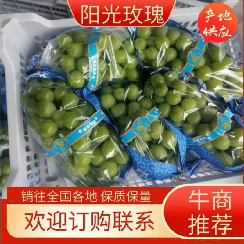 【热卖】阳光玫瑰葡萄品质保证量大从优可视频看货实地考察