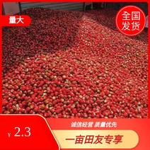 重庆江津区红草莓泡椒辣椒大量上市，市场货、电商货全国供应