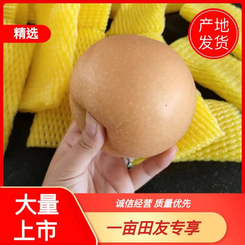 【热卖】江苏徐州秋月梨产地直发专业代办可视频看货