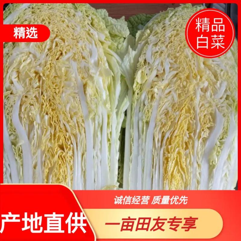 河北【热卖】黄心大白菜4~6斤净菜高矮颗对接商超