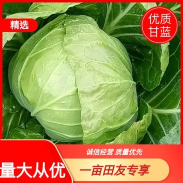 【精品】甘蓝颜色纯正河北产地直供量大从优欢迎来电