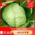 【精品】甘蓝颜色纯正河北产地直供量大从优欢迎来电