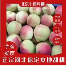 【优选】北京十四号桃，套袋离核品种，口感脆甜，欢迎选购