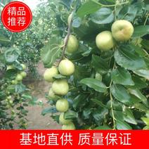 梨枣果实特大，近圆形，纵径4.1-4.9cm，横径3.5