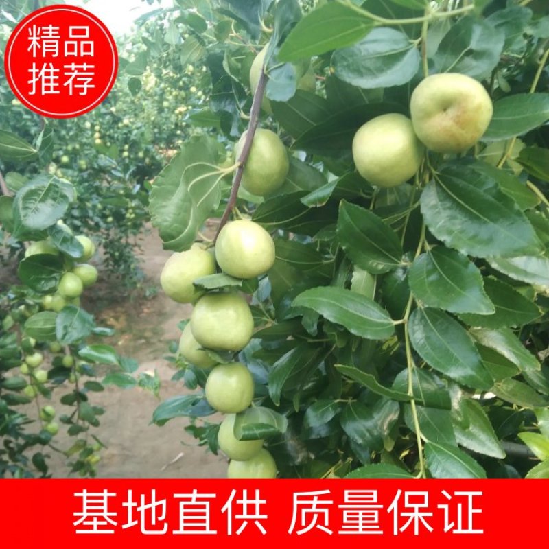 梨枣果实特大，近圆形，纵径4.1-4.9cm，横径3.5