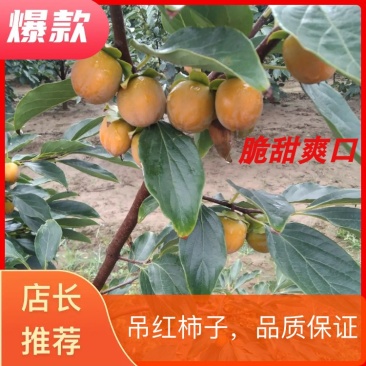 吊红柿子吊红的果实形状呈圆形和椭圆形，颜色橘色和红色