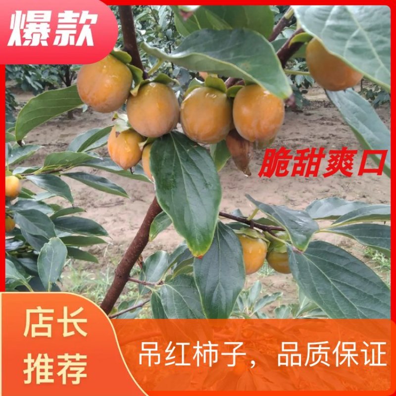 吊红柿子吊红的果实形状呈圆形和椭圆形，颜色橘色和红色
