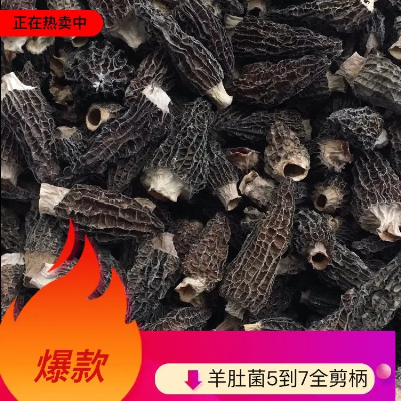 羊肚菌人工养殖羊肚菌羊肚菌全剪柄