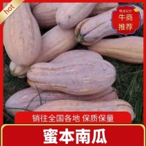 六安市蜜本南瓜产地直销量大从优保质保量坏烂包赔市场商超电商供