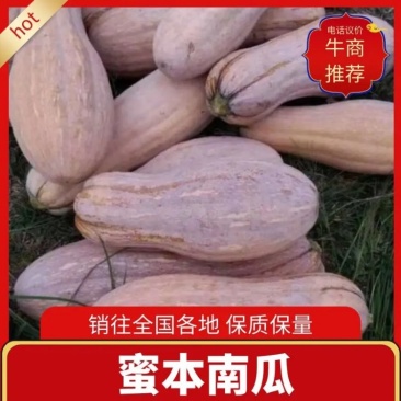 六安市蜜本南瓜产地直销量大从优保质保量坏烂包赔市场商超电商供