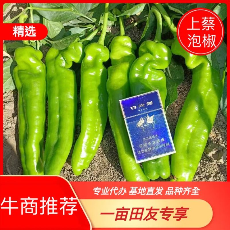 上蔡县301薄皮泡椒万亩大棚基地一手货源电商市场