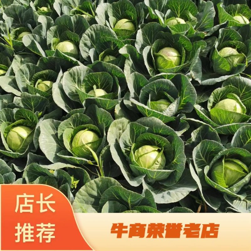 精品优质甘蓝诚信经营一手货源品质保证价格透明欢迎来电！