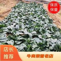 河南郑州趴地菠菜种子黑钻505短梗大厚叶耐热耐寒越冬爬地
