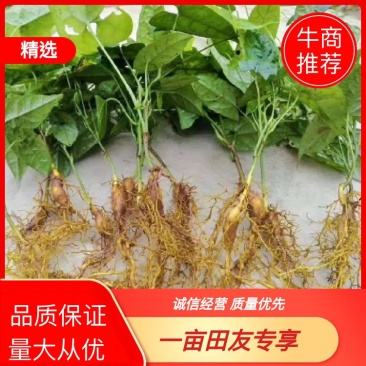 推荐地苦胆，金果缆当年苗四川宜宾叙州区欢迎老板咨询